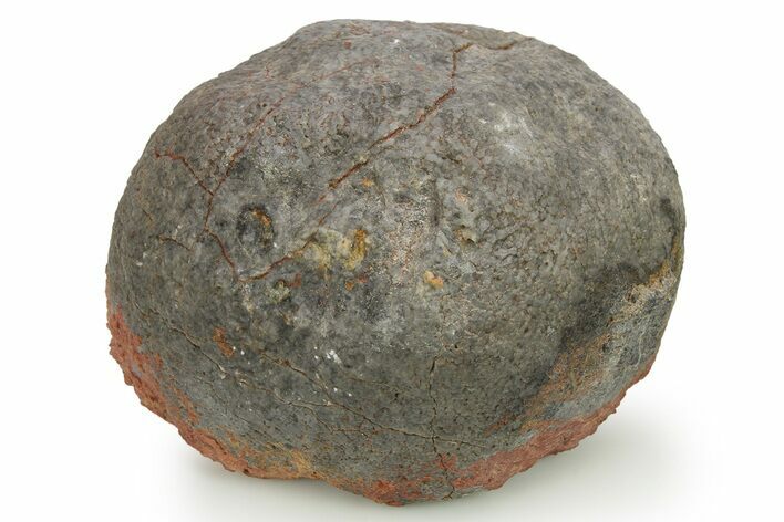 Silurian Fossil Crinoid (Scyphocrinites) Lobolith - Morocco #274945